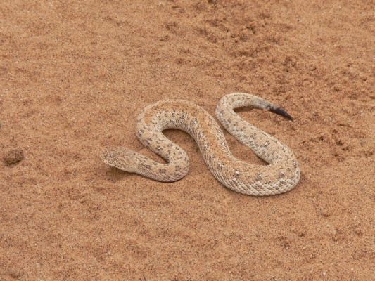 Sidewinder_Snake.jpg