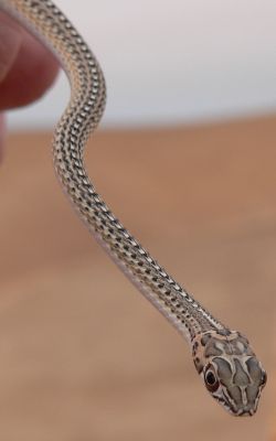 Skink.jpg