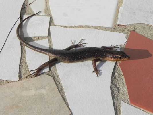 Skink1.JPG