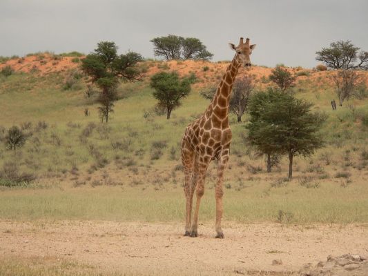 Warten_auf_Giraffe2.JPG