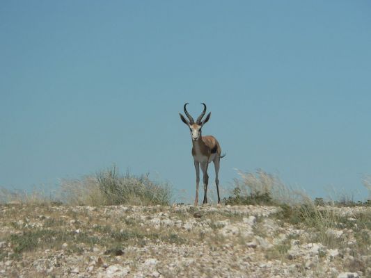 Wildebeest_Drive-Springbock.JPG