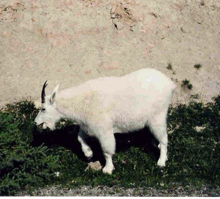 Mountain Goat
