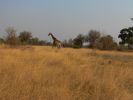 0110_Giraffe.jpg