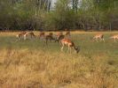 0210_Impalas.jpg