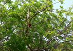 0210_Leberwurstbaum.jpg