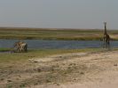 0510_Giraffen.jpg