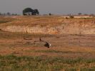 0510_Schreiseeadler.jpg