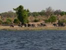 0610_Eils_am_Chobe.jpg