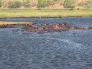 0610_Hippos.jpg