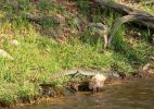 0610_water_monitor_lizard.jpg