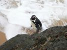 0709_Pinguin.jpg