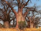 2909_Baines_Baobabs3.jpg