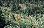 Blumenwiese