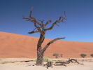 Dead_Vlei11.jpg