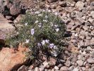 Fish_River_Canyon11-Blumen.JPG