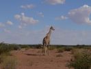 Giraffe.JPG