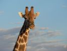 Giraffe2.JPG