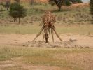 Giraffe_beim_Trinken2.JPG