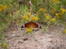 Schmetterling2.JPG