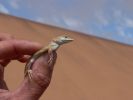 Shovel-Snouted_Lizard.jpg