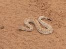 Sidewinder_Snake.jpg