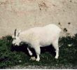 Mountain Goat