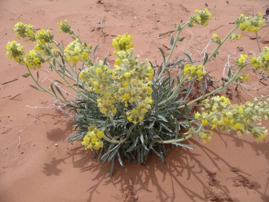 Canyonlands,Moab 074.jpg