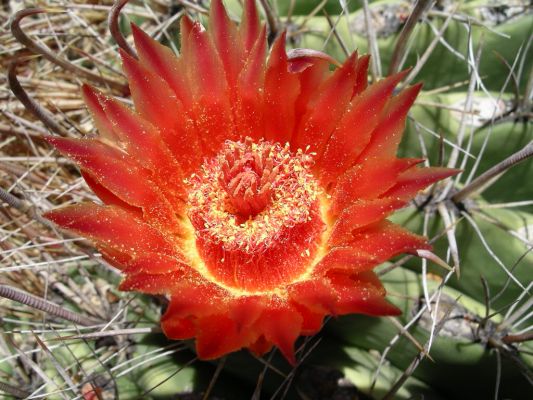 Saguara EAST 087.jpg