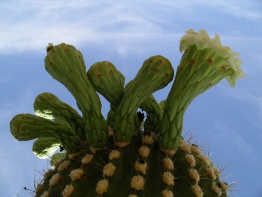 Saguara West 046.jpg