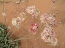 Canyonlands,Moab 048.jpg