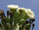 Saguara West 082.jpg