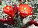White Sands 009.jpg