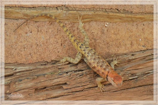 1comp_DSC_0658.jpg