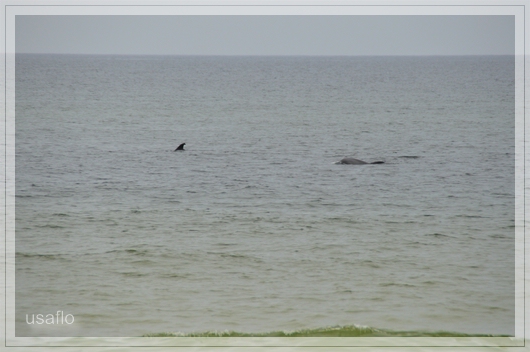 1comp_DSC_0953.jpg