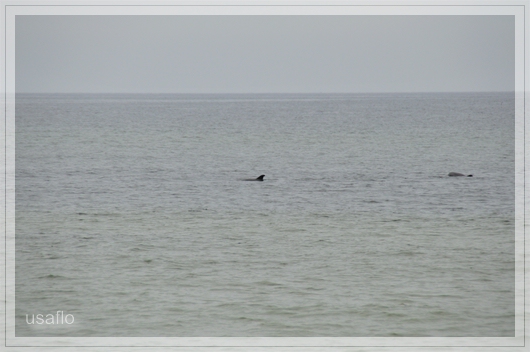 1comp_DSC_0958.jpg