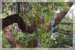 1comp_DSC_0753.jpg
