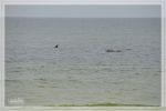 1comp_DSC_0953.jpg