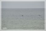 1comp_DSC_0958.jpg