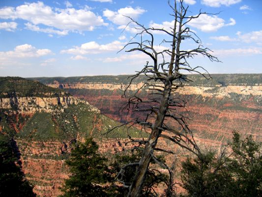 Grand Canyon North Rim
Der Grand Canyon N.P. ist nicht nur rot!
