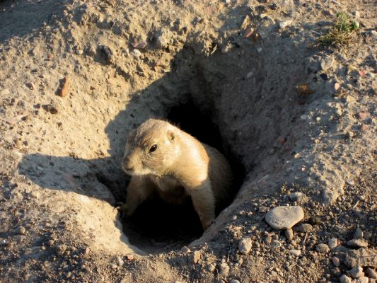  Prairie Dog  
Eigentlich sind sie ganz vorsichtig, aber die Neugier siegt, wer da so geduldig vor seiner Burg steht!
