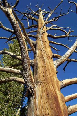 Im Bristlecones NM - Standhaft gen Himmel
