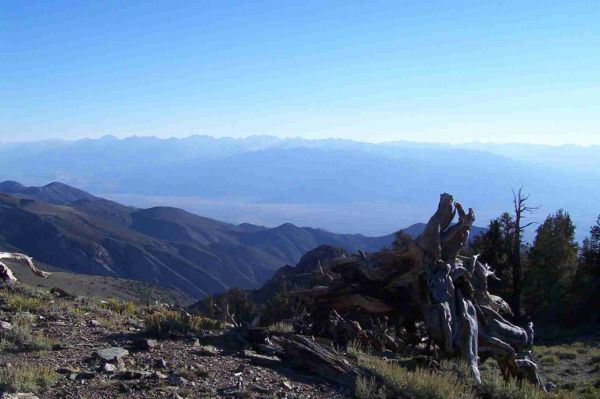 Im Bristlecones NM
