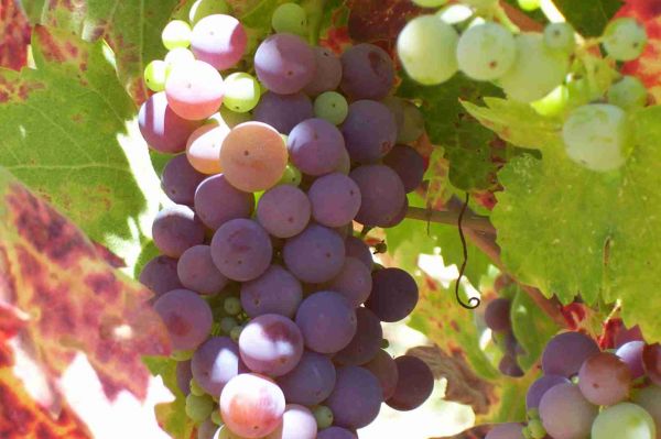 Maple Creek Valley Wine CA
