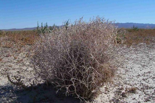 Trockenes Land - nördlich Death Valley
