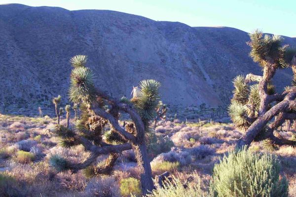 Yoshua Tree in den Sierras
