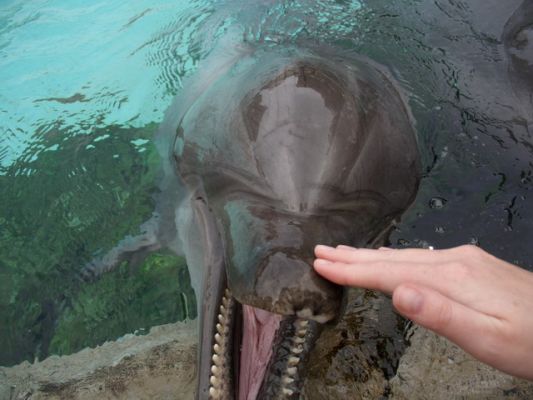 Delphin
