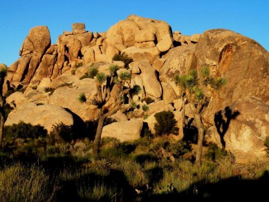 Joshua Tree
Joshua Tree
Schlüsselwörter: Joshua Tree