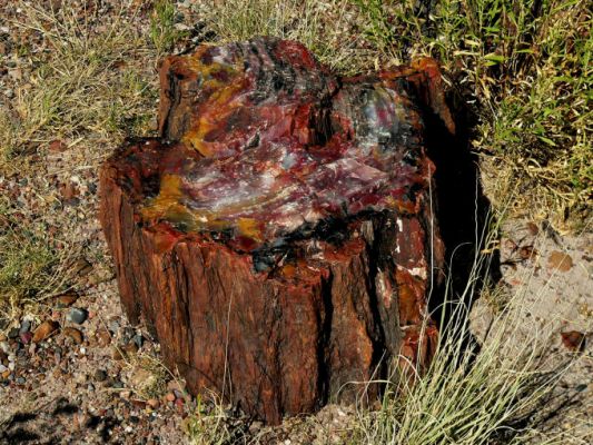 Petrified Forest
Petrified Forest - versteinerter Wald
Schlüsselwörter: Petrified Forest