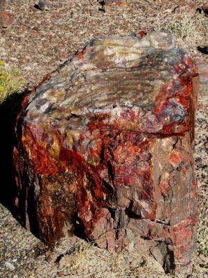 Petrified Forest NP
Petrified Forest - versteinerter Wald
Schlüsselwörter: Petrified Forest