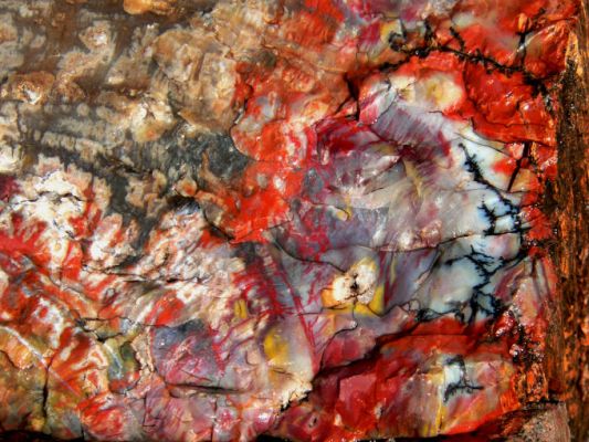 Petrified Forest NP
Petrified Forest - Detail einer Versteinerung
Schlüsselwörter: Petrified Forest